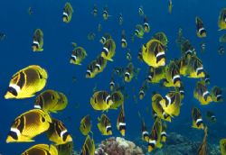 Return of the racoon butterflies. by Andy Lerner 